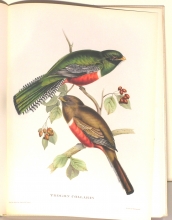 Exotische Vogel 02/24